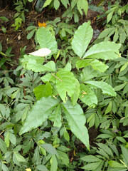 Crateva adansonii formosensis