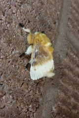 Megalopyge bissesa
