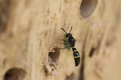 Symmorphus allobrogus