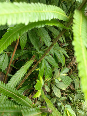 Sphaerostephanos taiwanensis