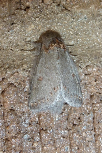 Theroa zethus photo 4