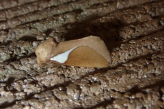 Prolimacodes trigona