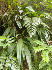Calanthe formosana
