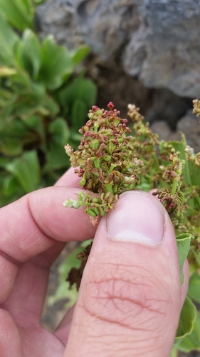 Rumex giganteus, photograph 5