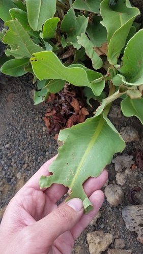 Rumex giganteus, photograph 6