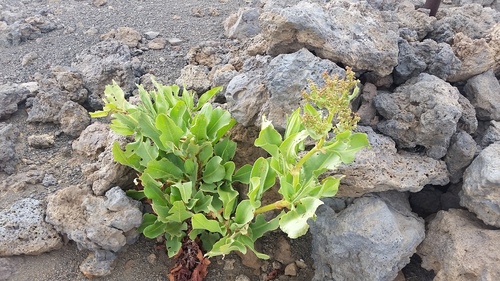 Rumex giganteus, photograph 4