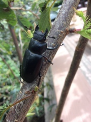 Lucanus