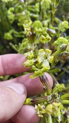 Silene struthioloides