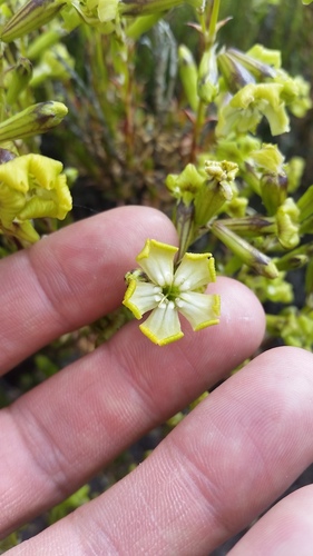Silene struthioloides