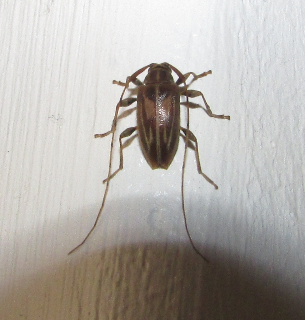 Lepturges navicularis