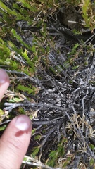 Silene struthioloides