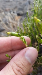 Silene struthioloides