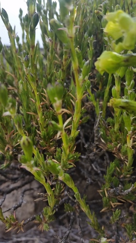 Silene struthioloides