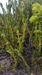 Silene struthioloides