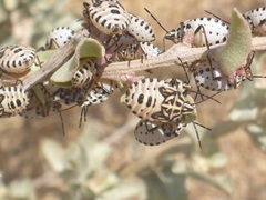 Codophila varia