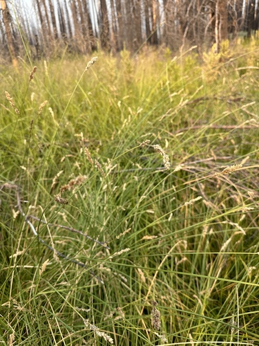 Image of Carex cusickii by (c) Matt Berger, some rights reserved (CC BY)