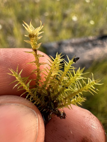Image of Meesia triquetra by (c) Matt Berger, some rights reserved (CC BY)