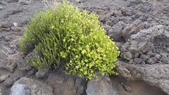 Silene struthioloides