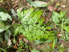 Arachniodes pseudoaristata