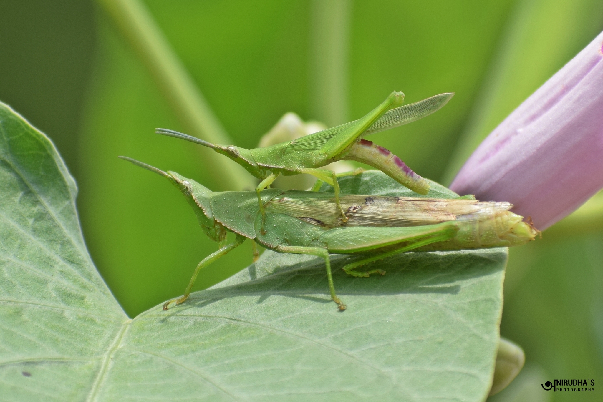 Atractomorpha crenulata · iNaturalist