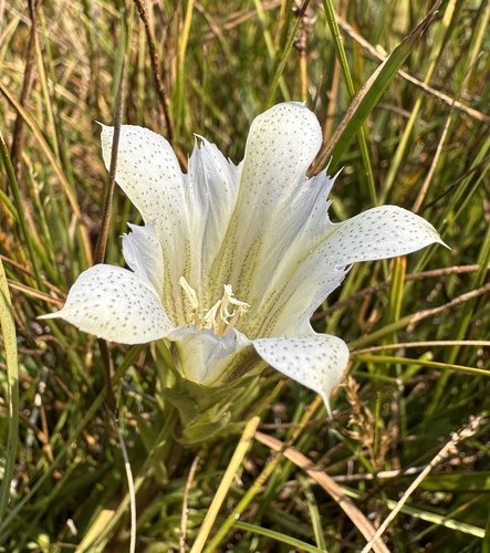 Image of Gentiana newberryi by (c) Matt Berger, some rights reserved (CC BY)