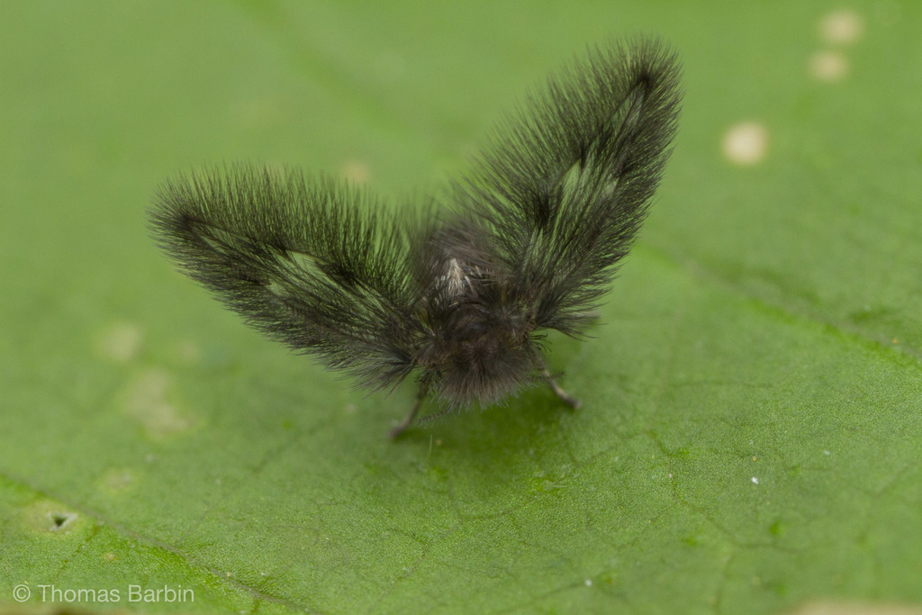 Maruina lanceolata