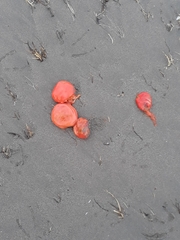 Red Sea Squirt photo 3