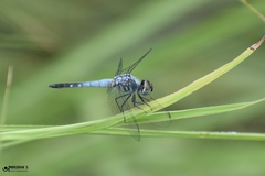 Brachydiplax