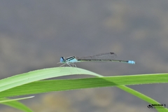 Pseudagrion spencei