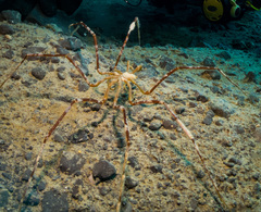 Giant Sea Spider