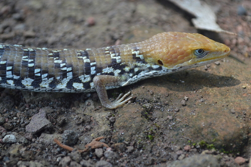Wiegmann's alligator lizard