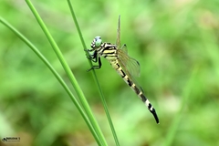 Macrogomphus montanus