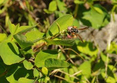 Andrena prunorum