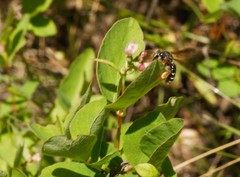 Andrena prunorum