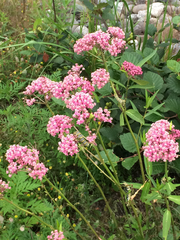 Asclepias incarnata incarnata