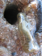 Flabelligera bicolor