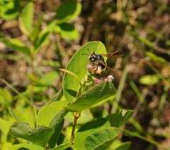 Andrena prunorum
