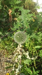 Echinops bannaticus