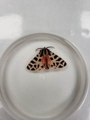 Apantesis incorrupta