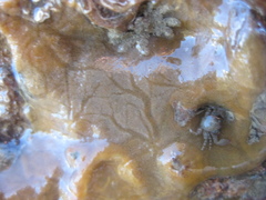 Timea aurantiaca