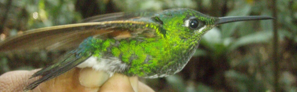 Rufous-webbed Brilliant photo