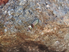 Nitidolimonius resplendens