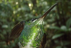 Rufous-Webbed Brilliant photo 4