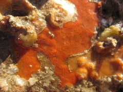 Timea aurantiaca