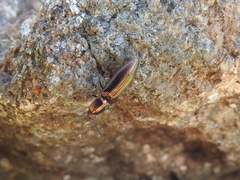 Nitidolimonius resplendens