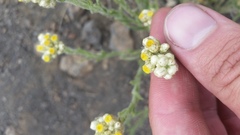 Pseudognaphalium sandwicensium
