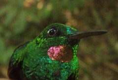 Rufous-Webbed Brilliant photo 2