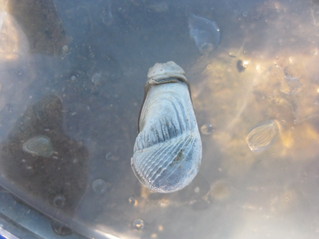 Pholadidea tridens