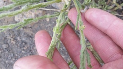 Pseudognaphalium sandwicensium
