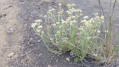 Pseudognaphalium sandwicensium